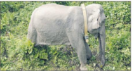 PROJECT TO TRACK JUMBOS AND REDUCE MAN-ANIMAL CONFLICT Female elephants get radio collars