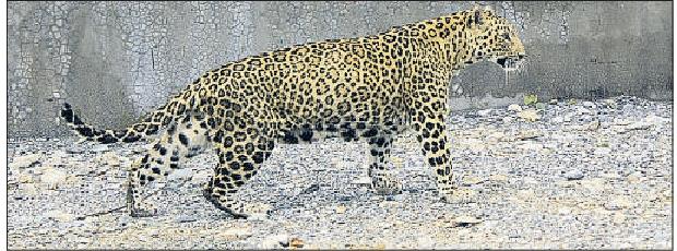 Attack halt to leopard safari... OUR SUSPENDED AFTER BIG CAT INJURES DRIVER